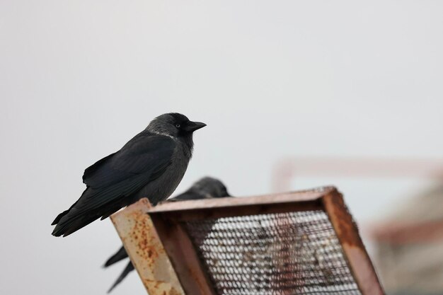 Jackdaw