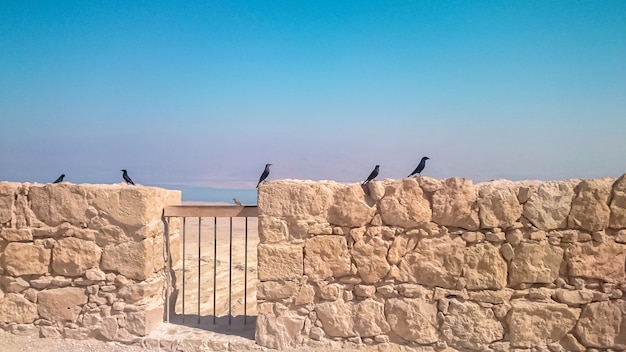 Jackdaws on the panorama of Masada fortress in Israel.