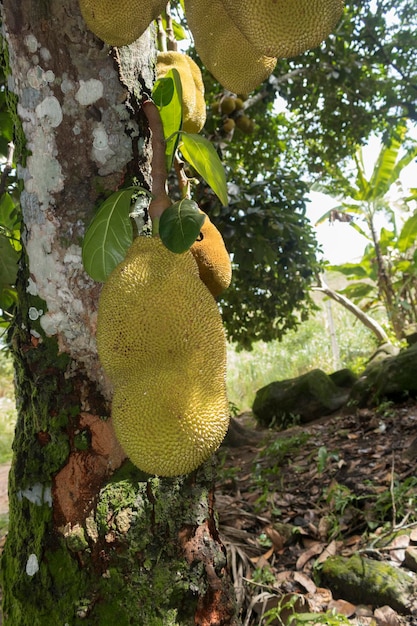 Jackfruit noto come jaca appeso a un albero di jackfruit frutto famoso dal brasile specie artocarpus heterophyllus