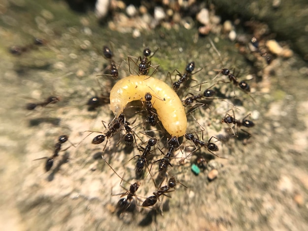 Jackfruit Caterpillar against ants colony