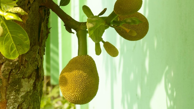 Jackfruit fruits in the tree