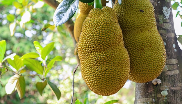 Jackfruit hanging on jackfruit tree