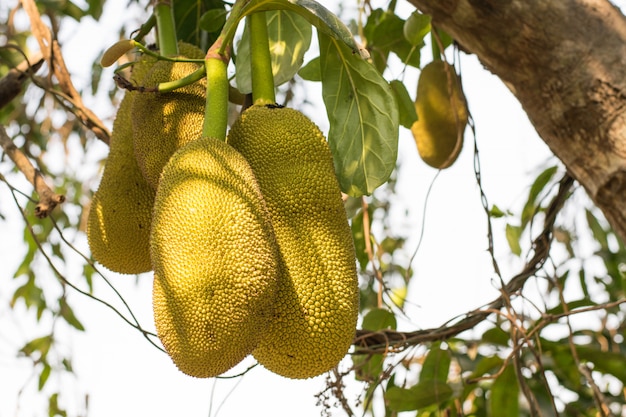 jackfruit in de tuin