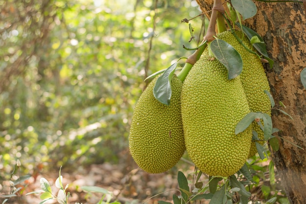 jackfruit in de tuin