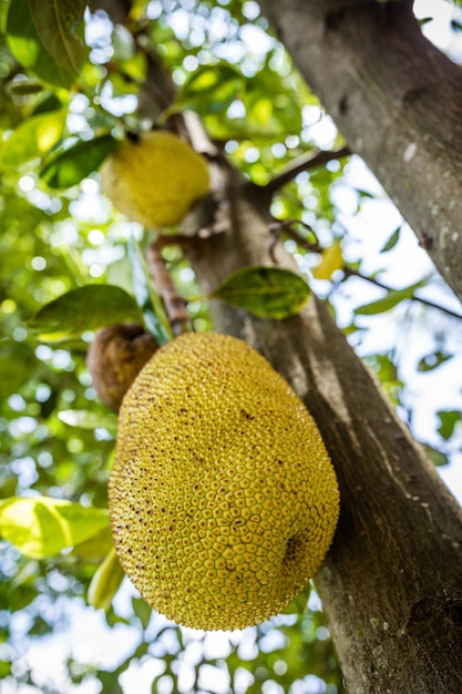 Foto jackfruit is de vrucht van de jackboom artocarpus heterophyllus een soort boom in de vijgen mulberr