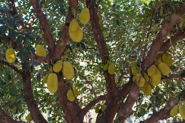 Jackfruit, jackfruit loaded with beautiful jackfruit with incredible texture in Brazil, selective focus.