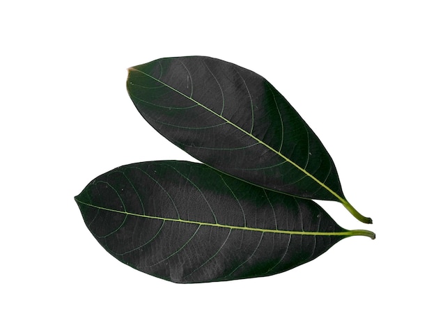 Jackfruit leaf on white background