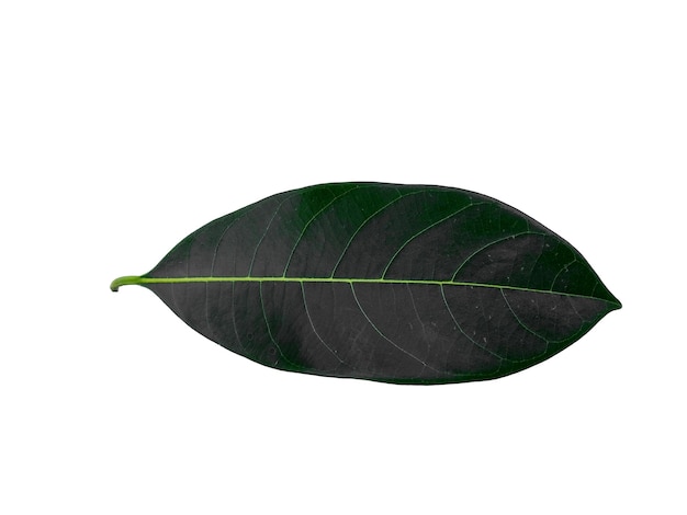 Jackfruit leaf on white background