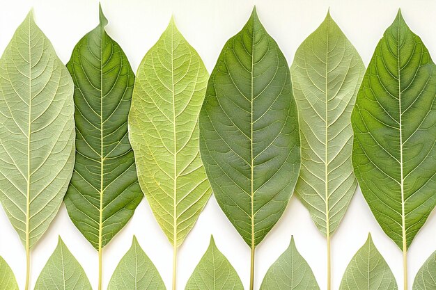 Jackfruit leaves on white