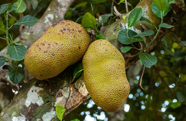 Jackfruit in Mamanguape Paraiba Brazil