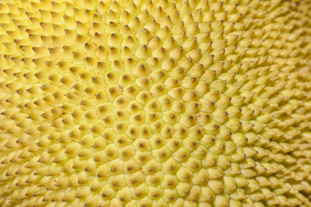 Jackfruit Ook bekend als Jaca fruit in Brazilië.