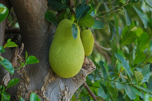 Jackfruit op een boom