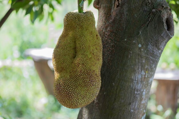The jackfruit tree and the large fragrant jackfruit are thai fruits
