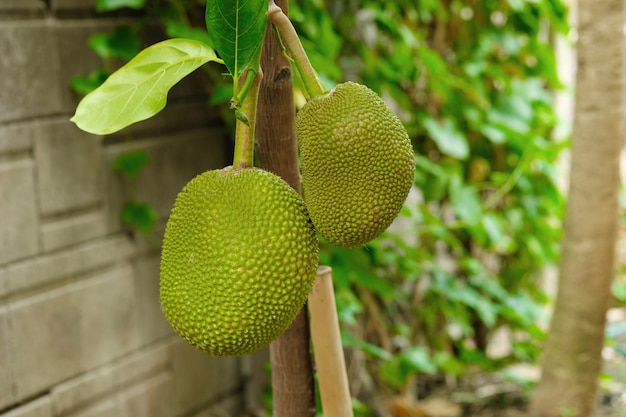 Jackfruit 나무와 달콤한 Jackfruit, 태국의 열대 과일