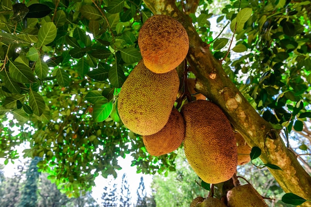 Jackfruit tree with fruits