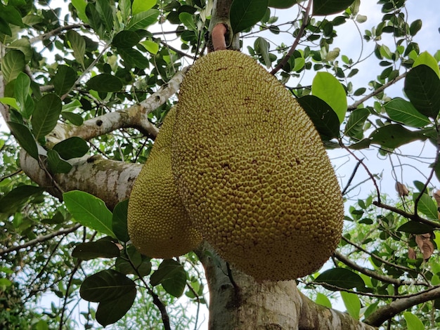 A jackfruit tree with green leaves and a tree branch.