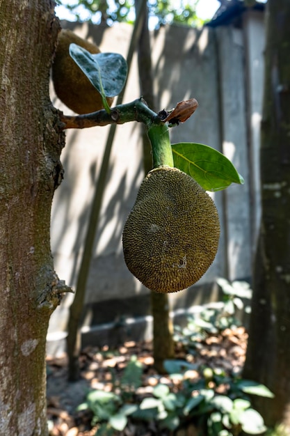 Дерево джекфрута с висящими молодыми джекфрутами. Научное название этого фрукта - Artocarpus heterophyllus.