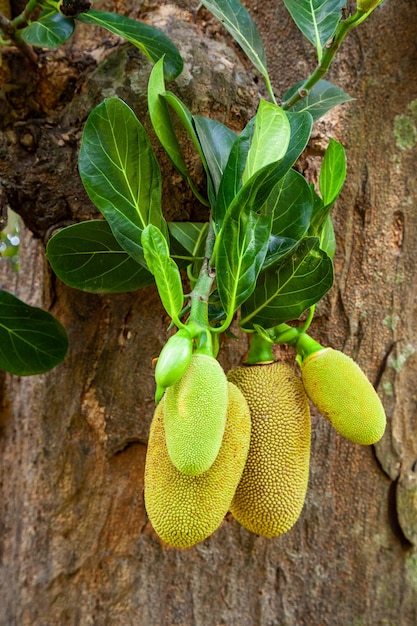 Jackfruit tree with ripe fruits