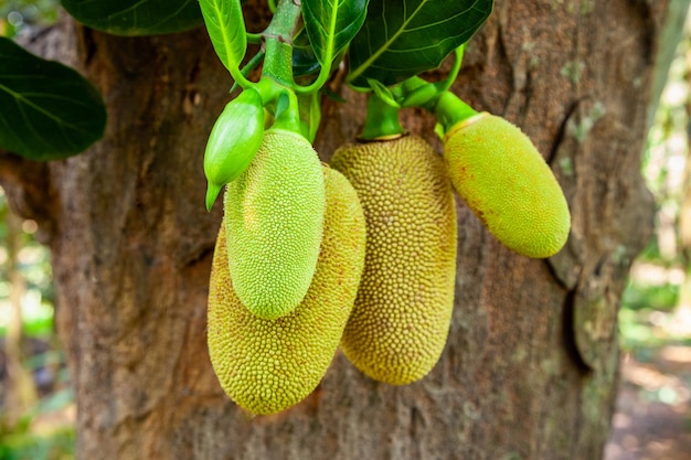 Jackfruit tree with ripe fruits