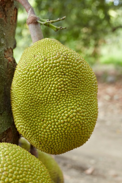 나무에 Jackfruit