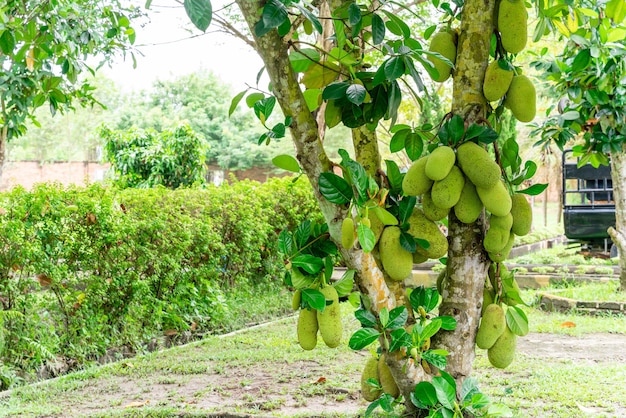 Jackfruit trees belong to the Moraceae tribe the scientific name is Artocarpus heterophyllus
