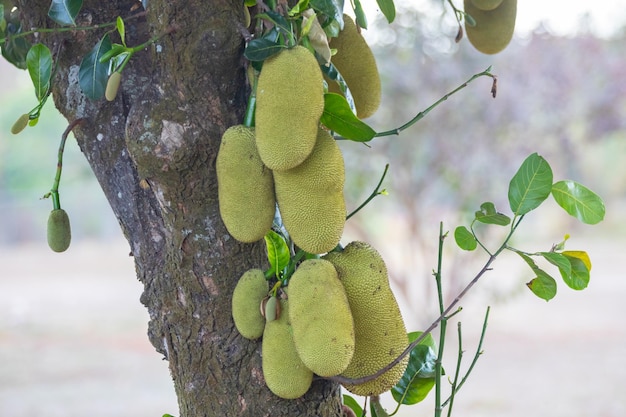 Jackfruit wetenschappelijke naam Artocarpus heterophyllus Jackfruit hangend aan jackfruitboom