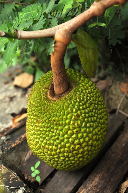 jackfruit