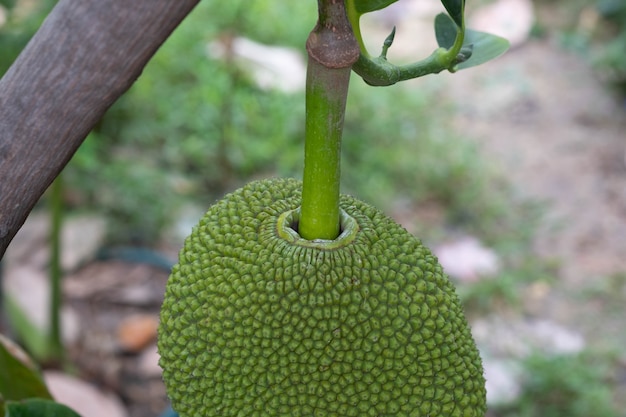 Jackfruitboom en zoete Jackfruit, Tropisch fruit in Thailand.