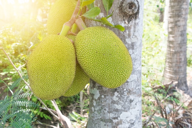 Jackfruitboom en zoete Jackfruit, Tropisch fruit in Thailand.