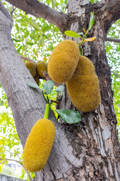 Jackfruitboom met fruit dichte omhooggaand