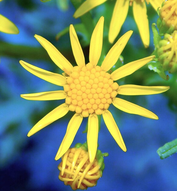 Jacobaea vulgaris commonly called Santiago039s grass or ragwort is a very common wild flower plant