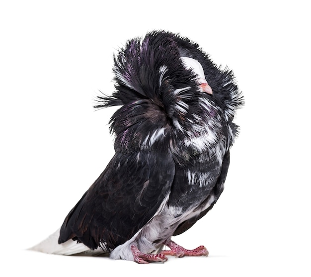 Jacobin pigeon or capucin pigeon against white background