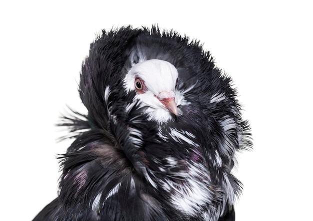 Jacobin pigeon portrait against white background