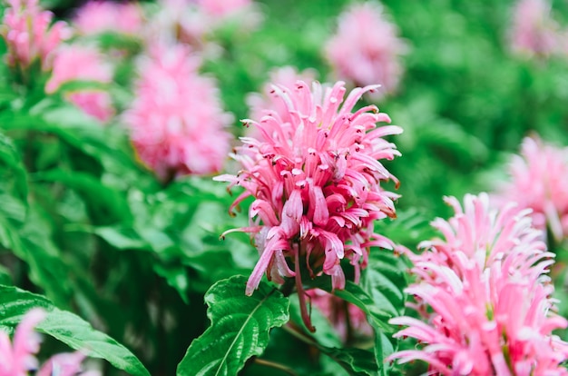 jacobinia carnea flower в саду