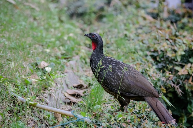 Jacu Penelope is een geslacht van craciforme vogels die vijftien soorten bevat