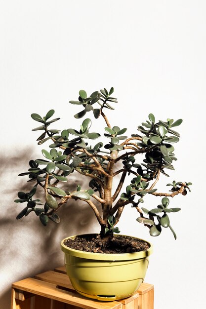 jade plant in pot