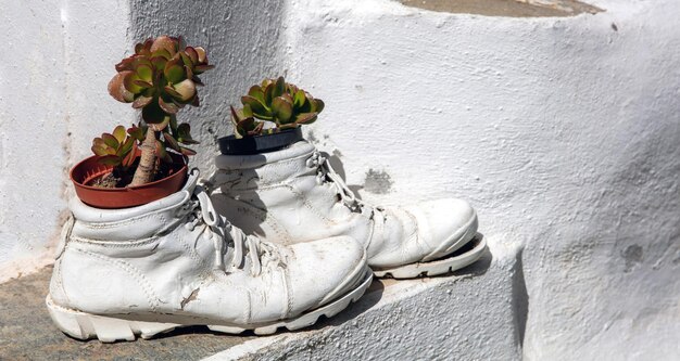 Jade plant put in old torn up shoe on whitewashed wall background Greece Cyclades island