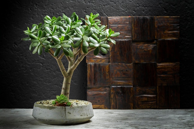 Jade Tree Concrete Potted Succulent Plant Space for Text