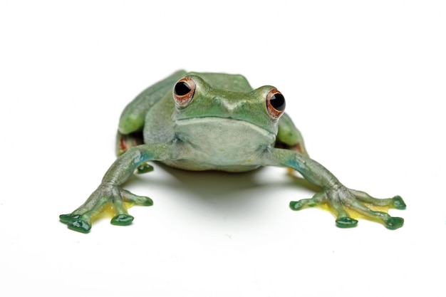 Jade tree frog isolated on white background, Rhacophorus dulitensis, animal closeup