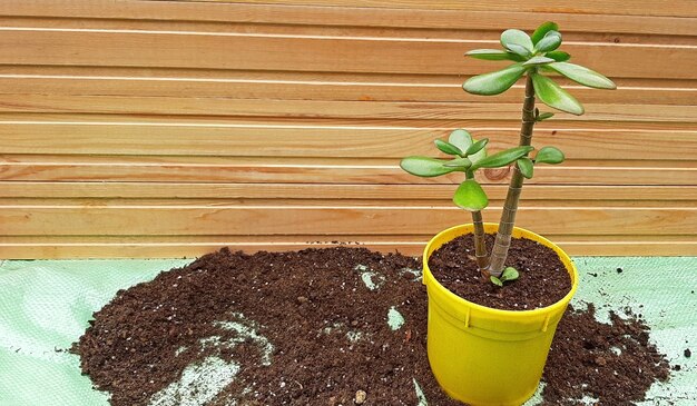 Jade tree recently repotted with copy space