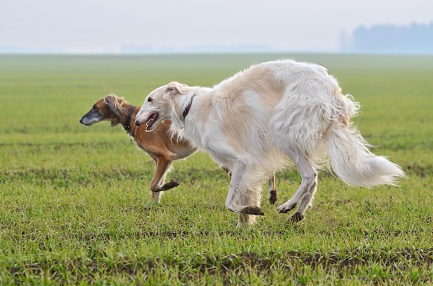 Jagen met borzoi-honden