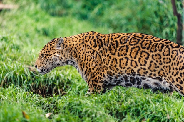 Photo jaguar also known as otorongo