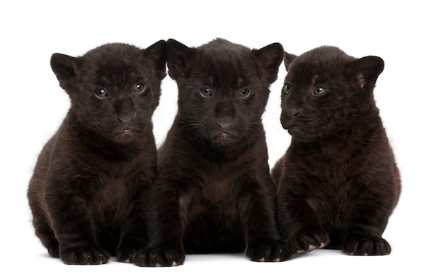 Jaguar cub, 2 months old, Panthera onca, sitting