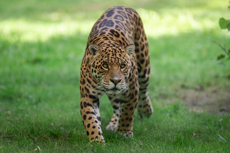 Foto jaguar die in de jungle loopt.