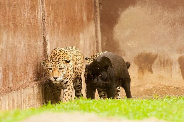 ジャガーは、頑丈で筋肉質な体を持つネコ科の動物です。