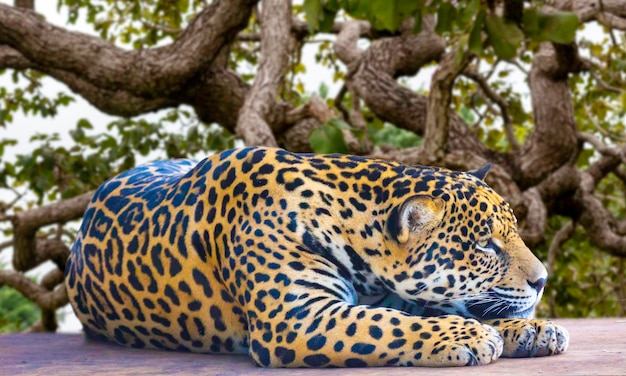 A jaguar is painted on a tree branch.