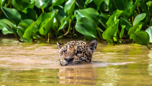 Foto jaguar sta nuotando nel fiume.