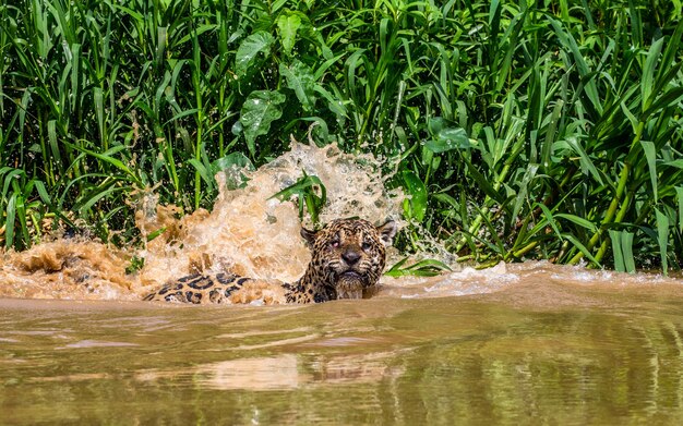 Jaguar is swimming on the river.