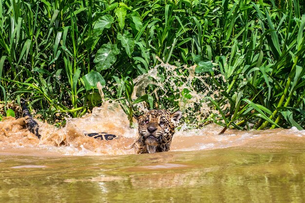 Jaguar is swimming on the river.