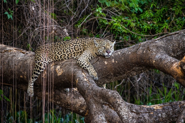 Jaguar lies on a picturesque tree in the middle of the jungle.